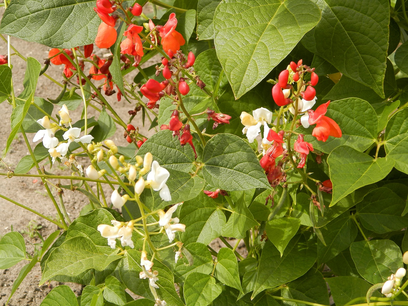 Фасоль обыкновенная цветение. Фасоль стручковая цветет. Фасоль обыкновенная соцветие. Стручковая фасоль цветение. Фасоль многоцветковая.