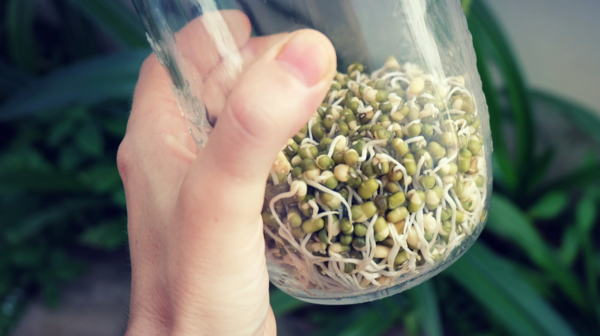 mung-bean-sprouts-4.jpg