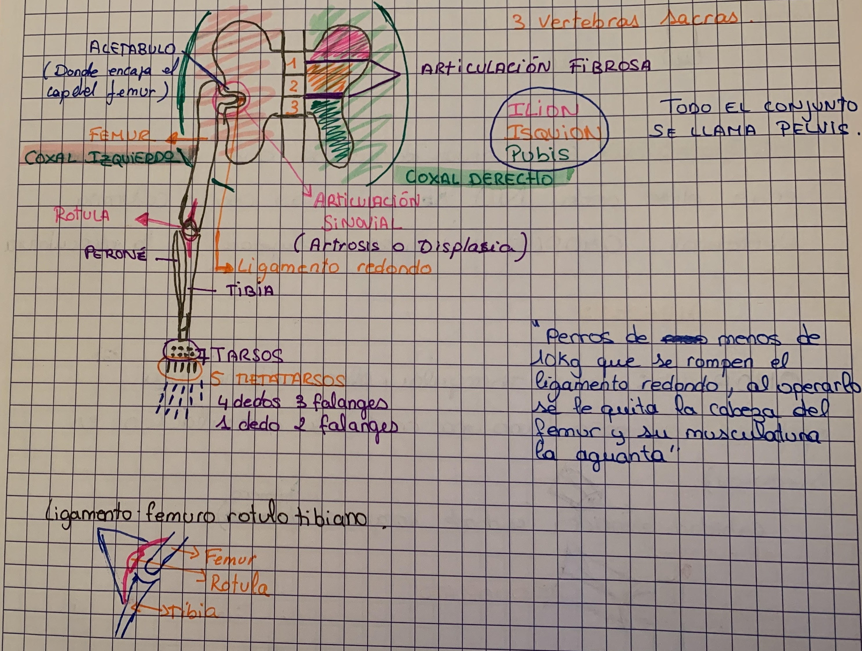 ext posterior.jpg