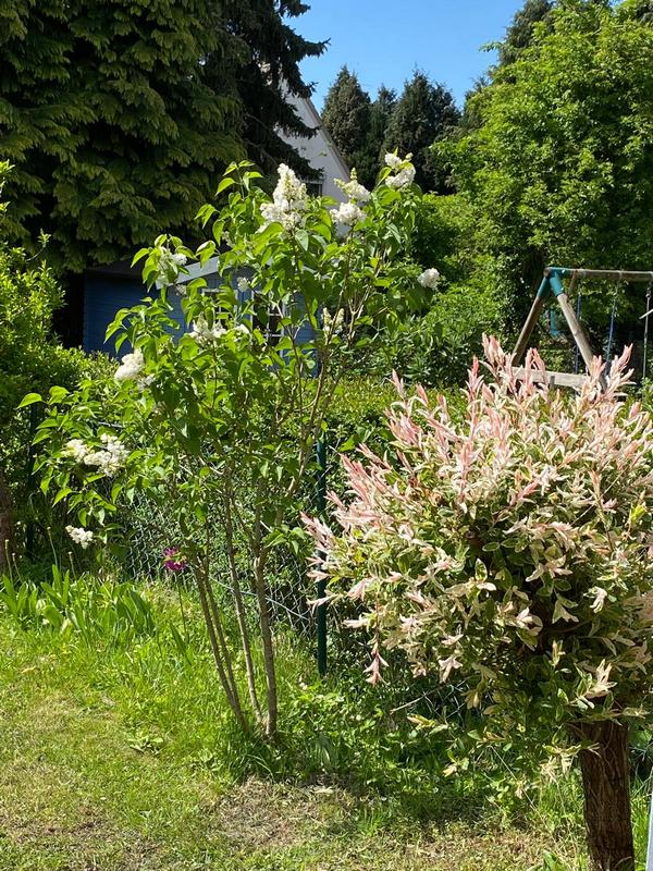 garden.jpg
