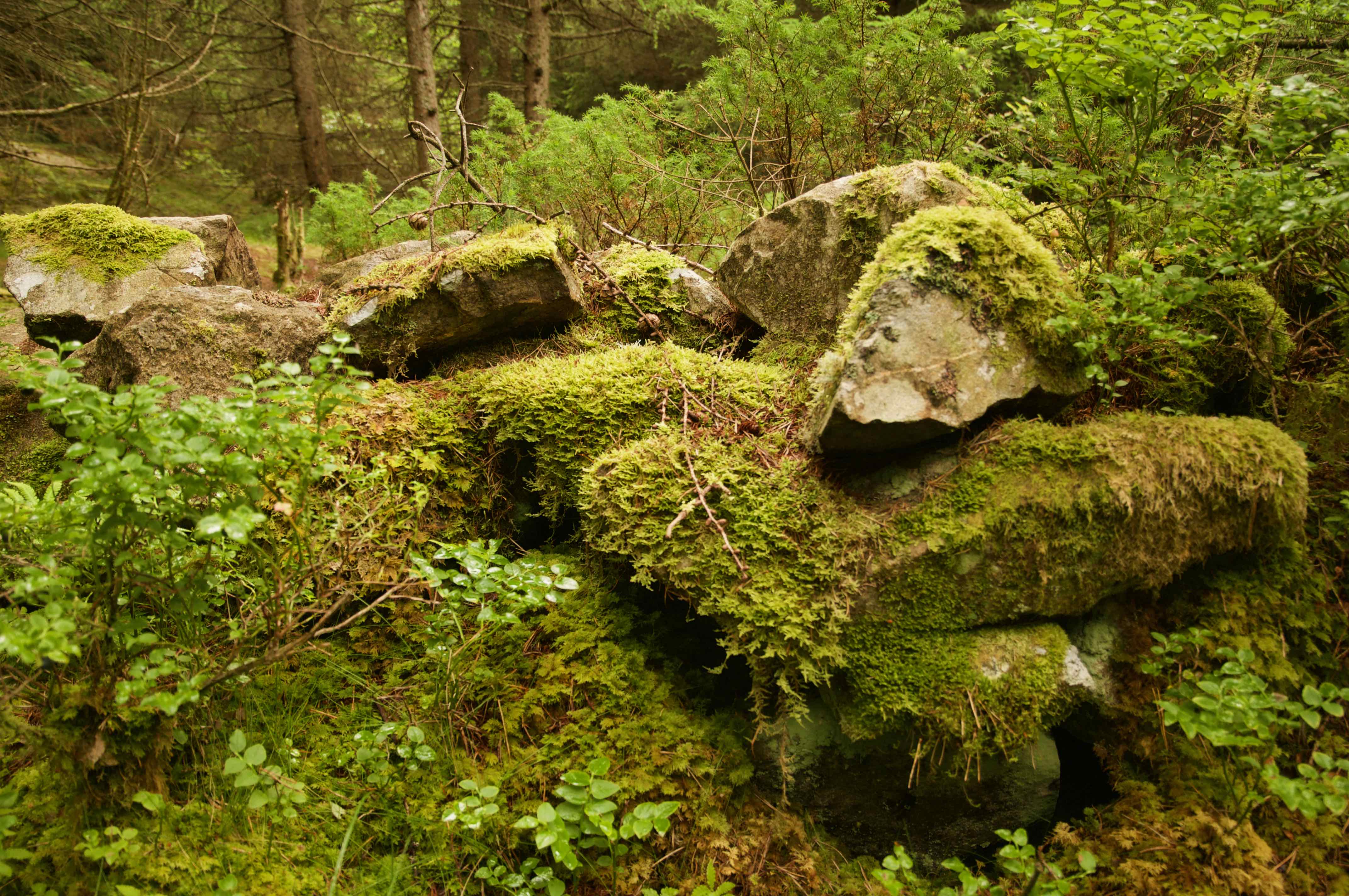 DSC_7955 (1).jpg