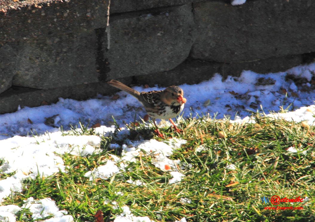 House Sparrow PFW02_0121.JPG