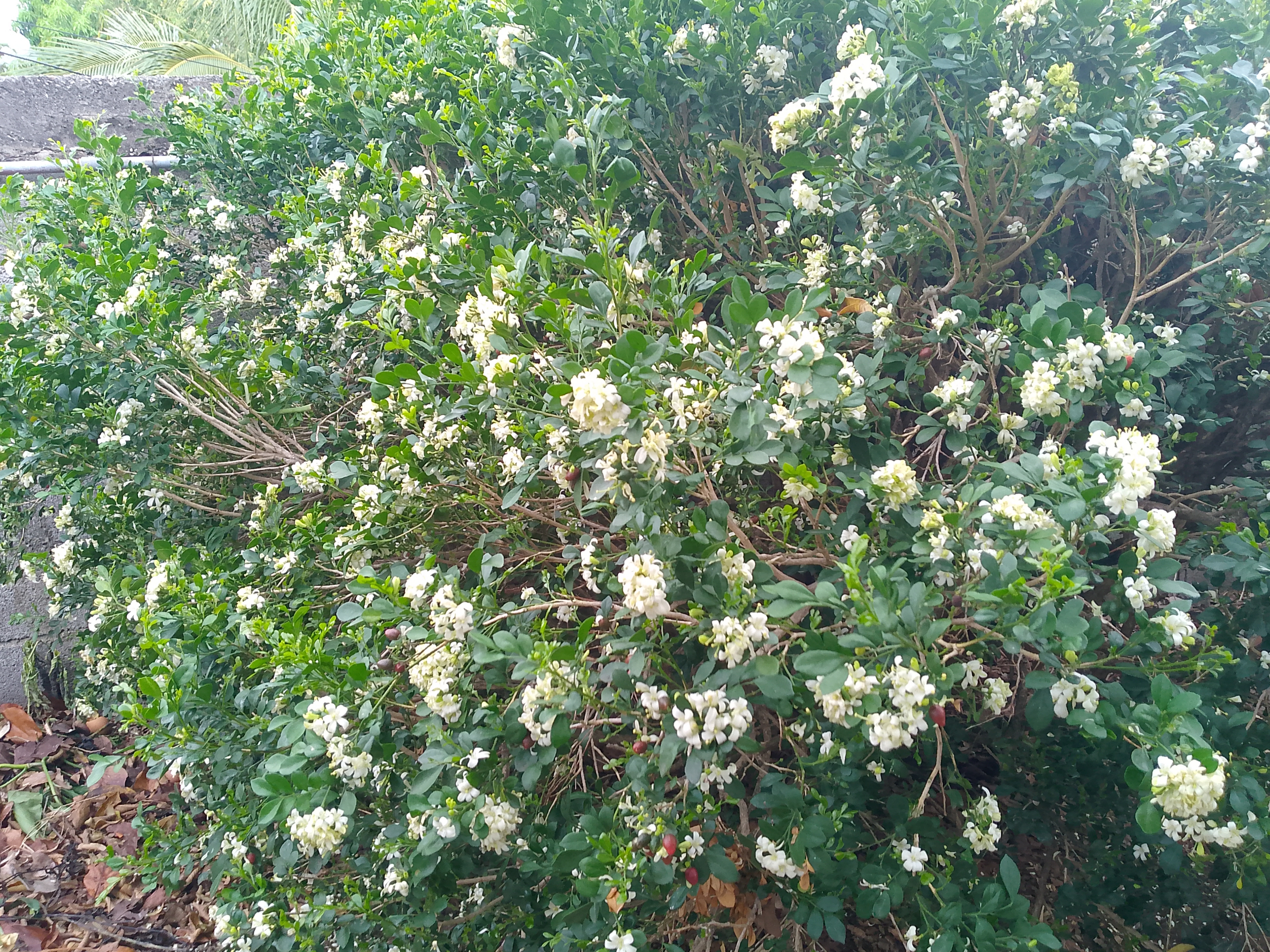 FotoGrid_20260525_192134750.jpg
