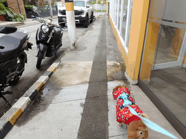 52382.gif