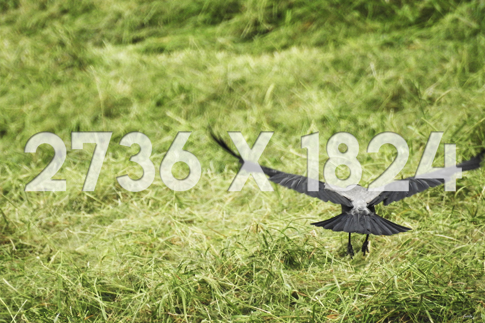 03 2736x1824 Thumbnail Secrets of the Moon Crow Glider.jpg