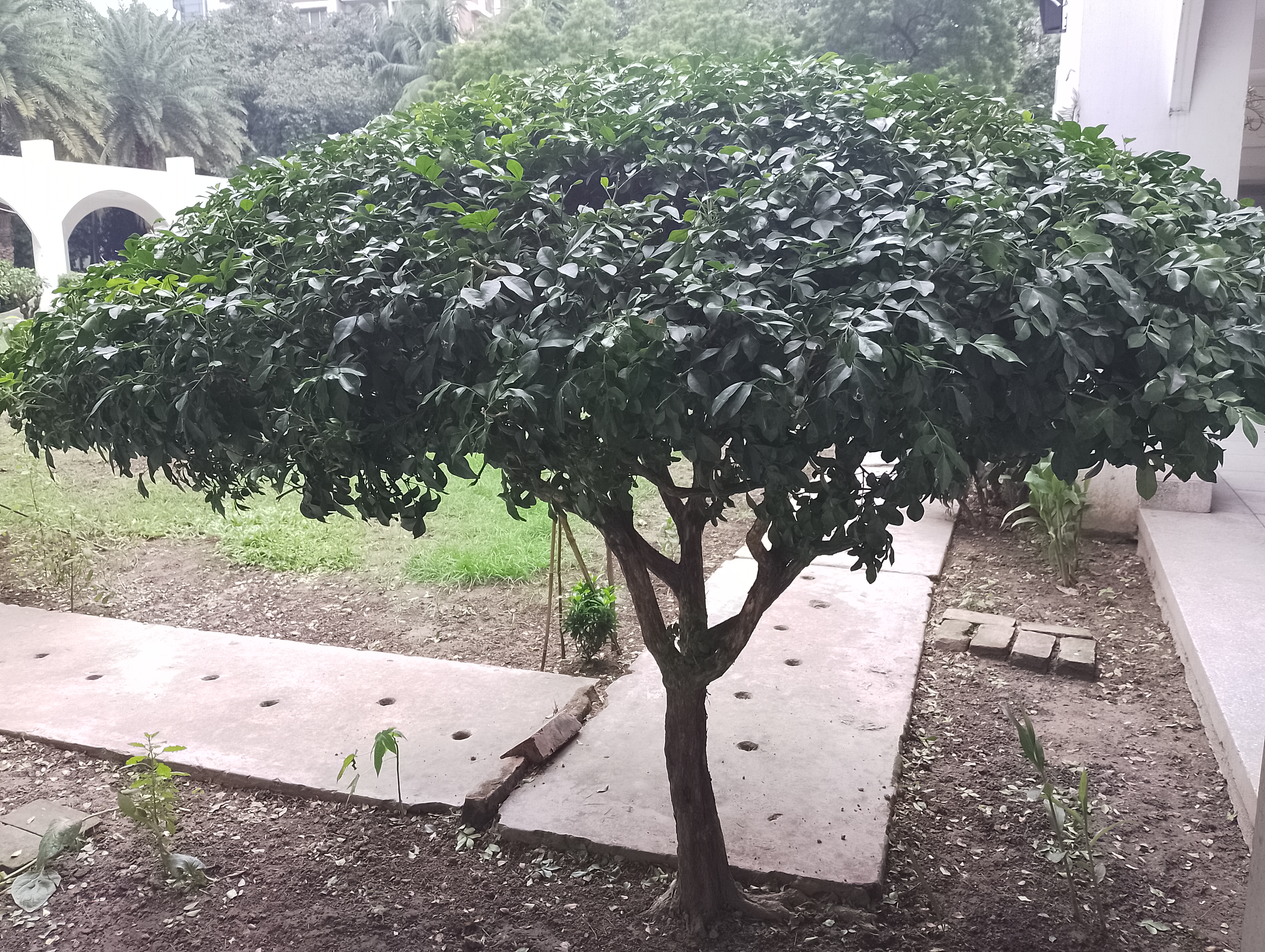 Tree Plantation.jpg
