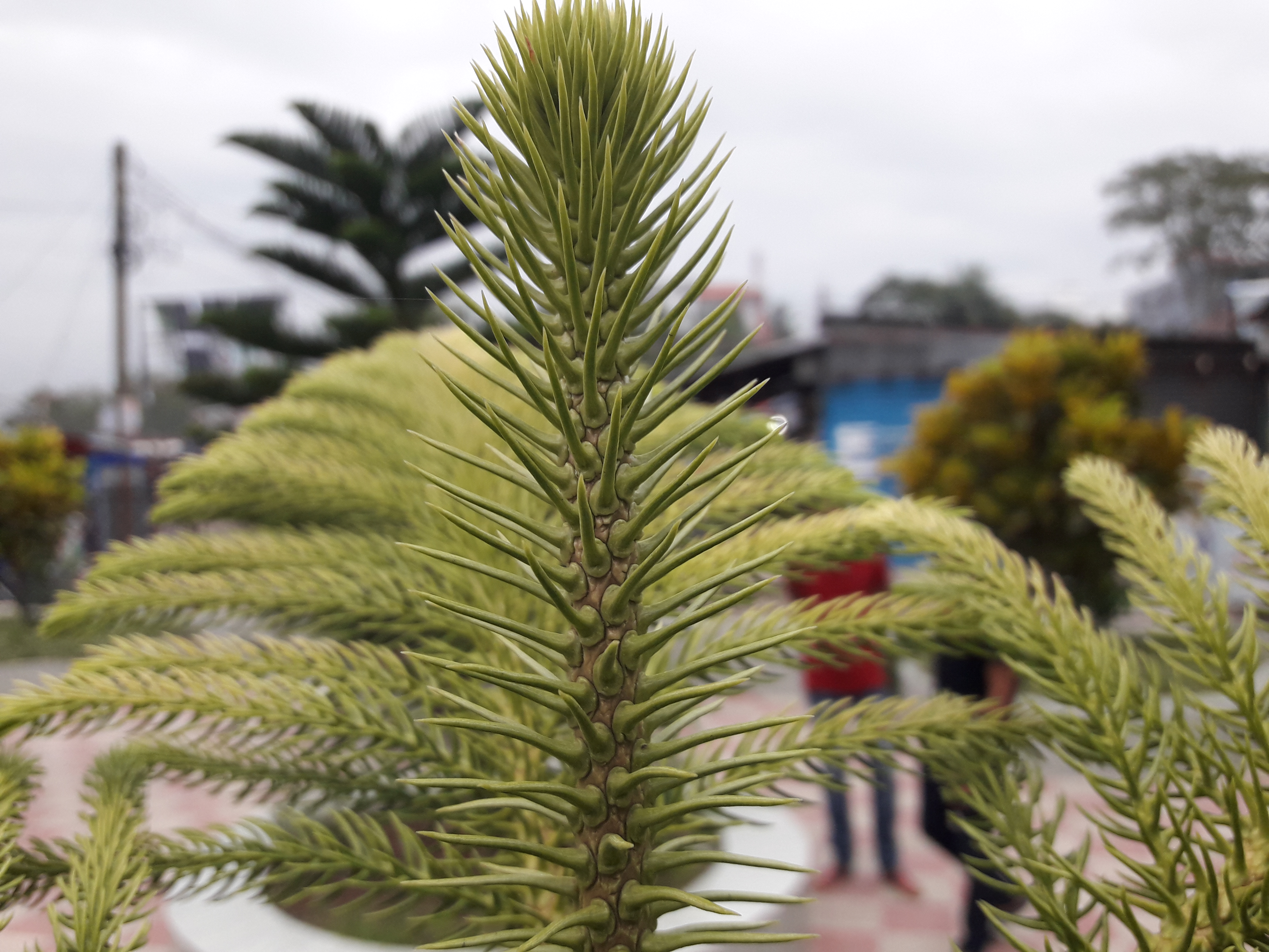 20180603_171042.jpg