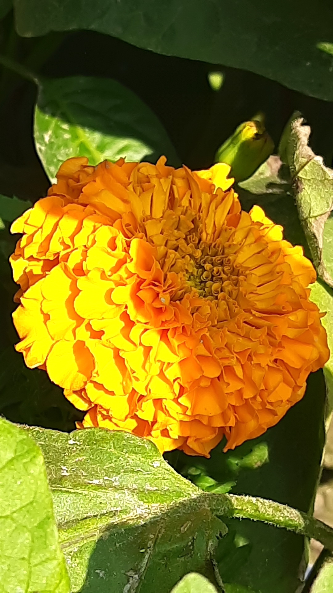 20201226_102655.jpg