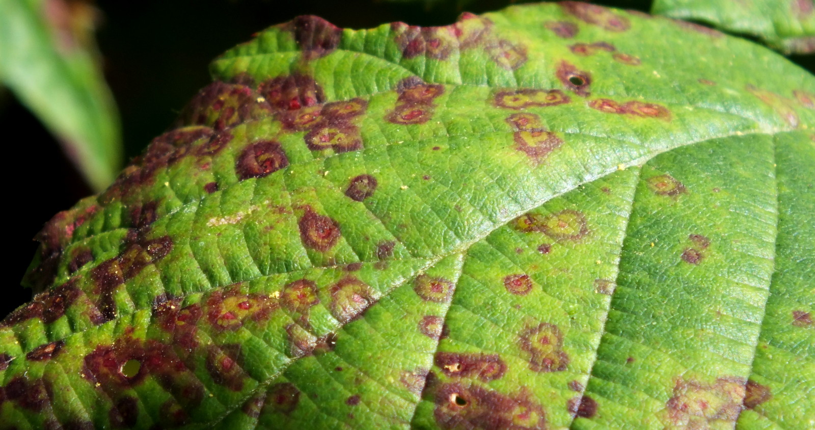 1087-BlackberryLeaf.jpg