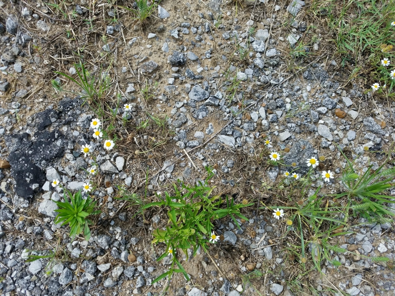 20180613_160147.jpg