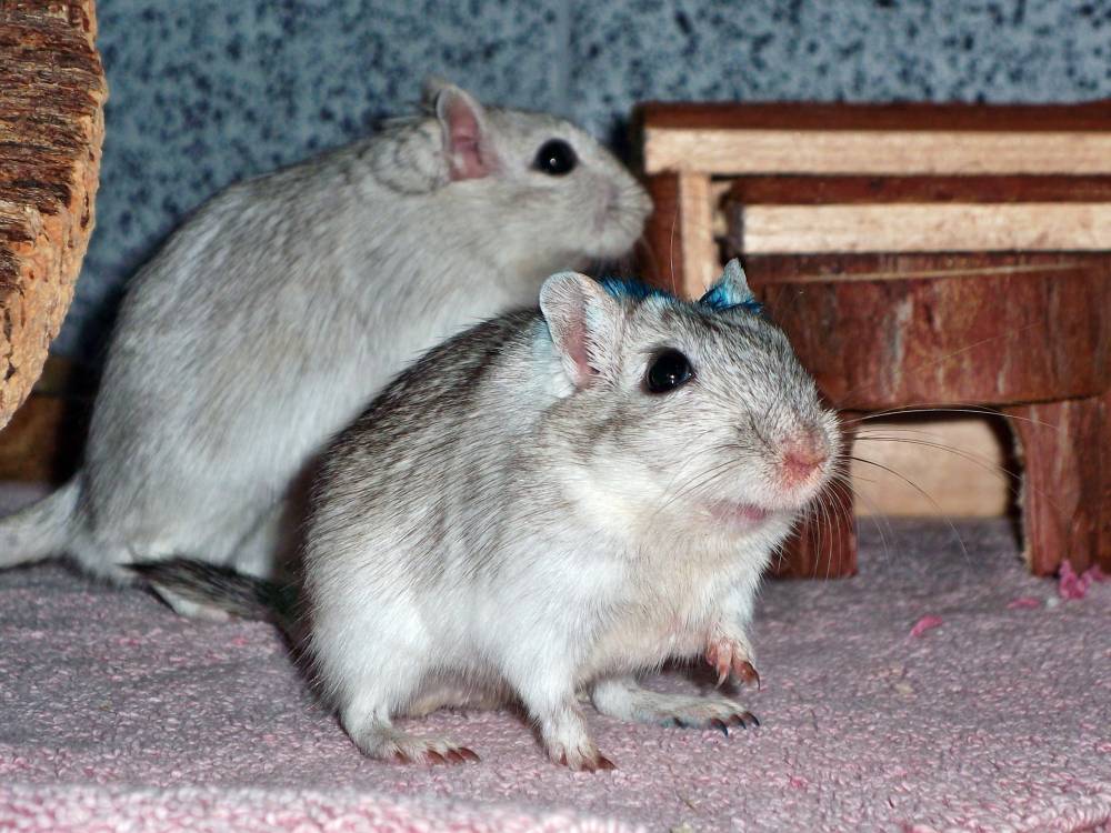 Rennmaus Bild des Tages