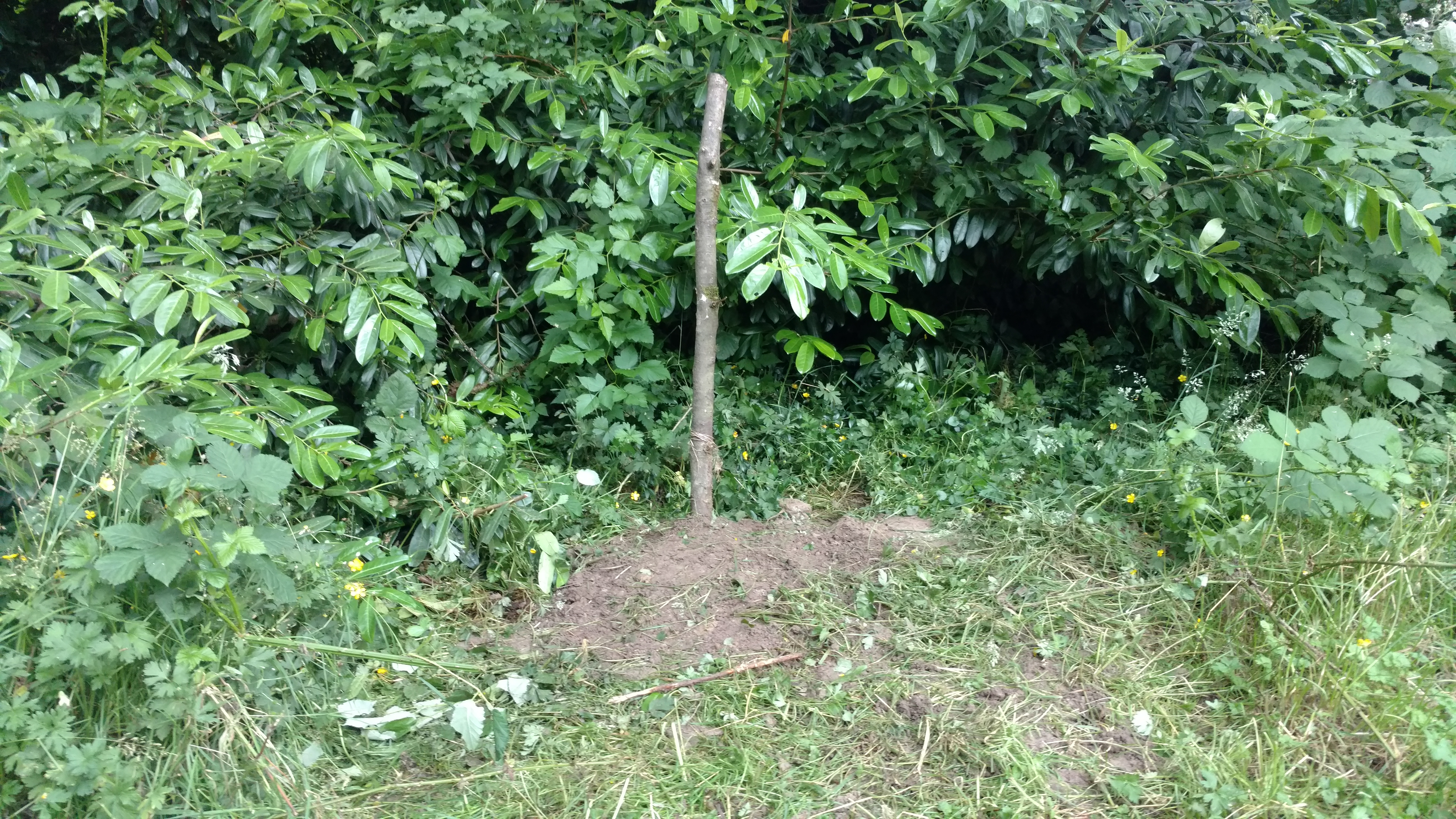 IMG_20190626_173750877.jpg