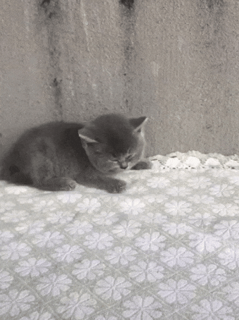 Funny GIF picture #70 Cute kitten, what are you scared of? — Steemit
