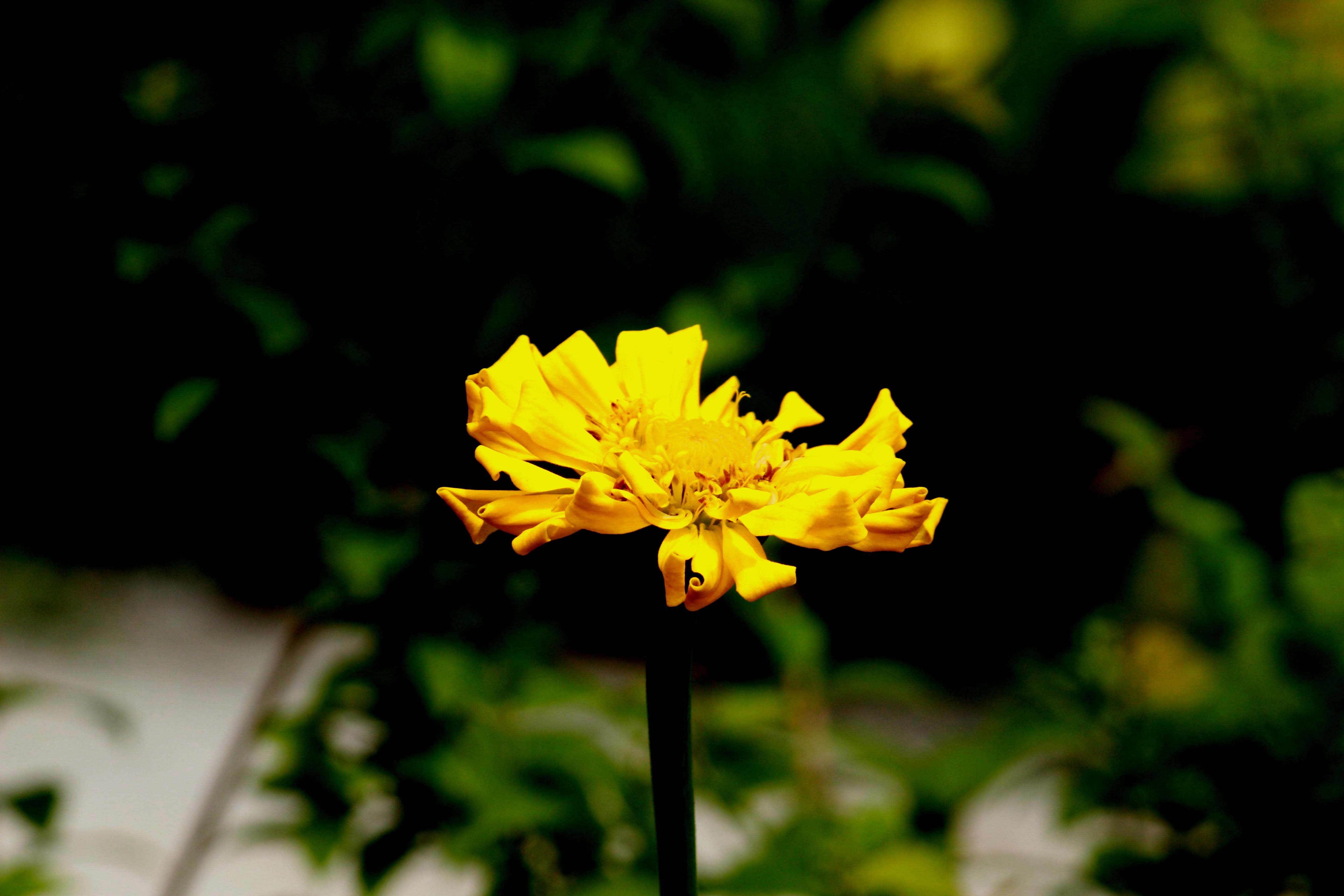 IMG_8530 copy.jpg