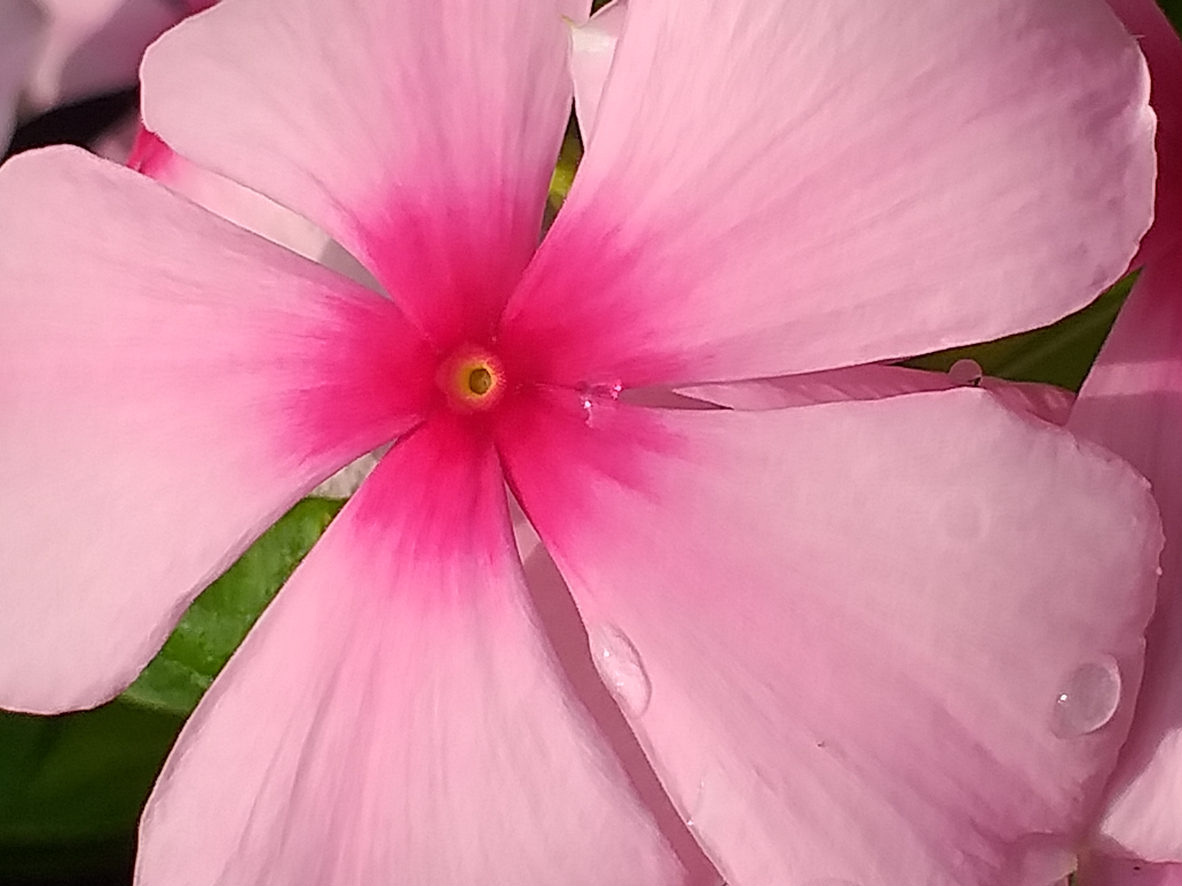 my garden38.jpg