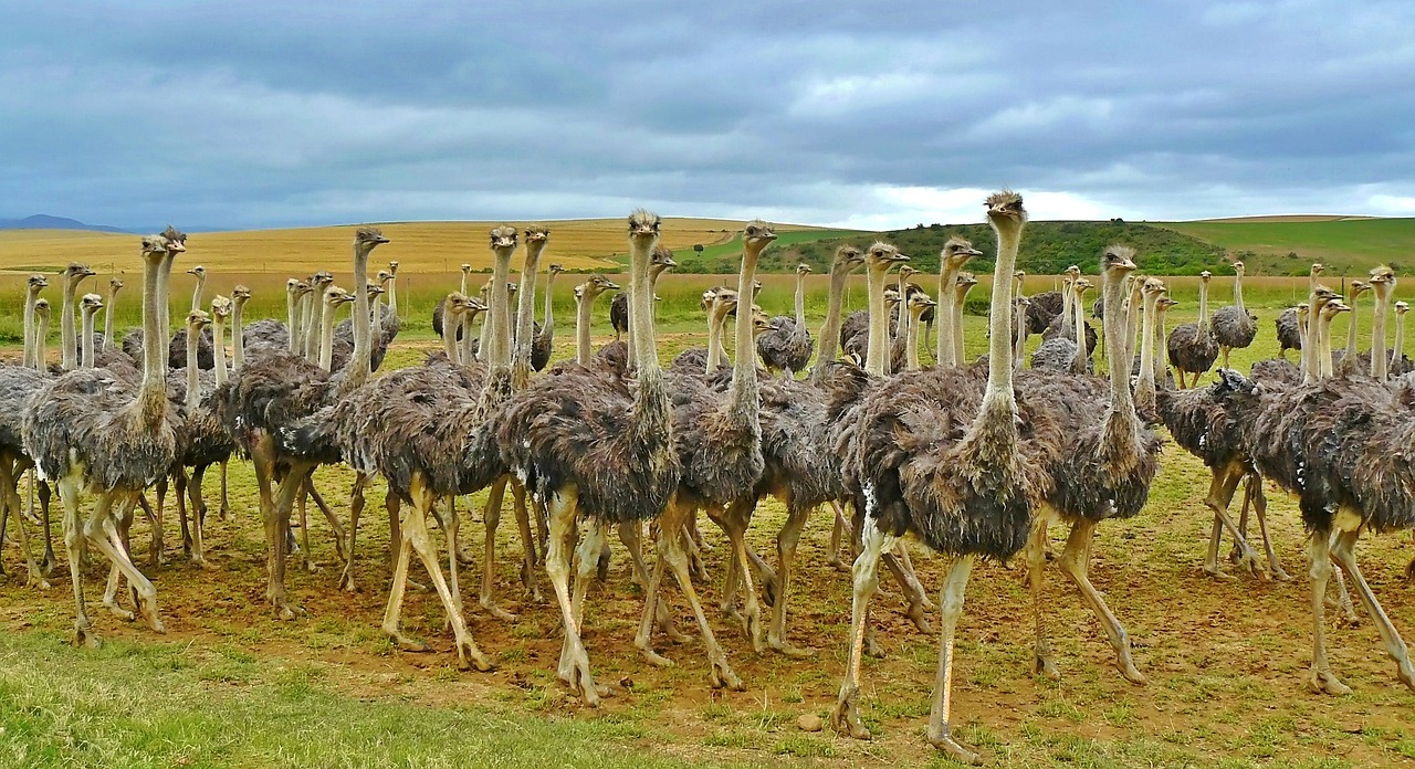 ostriches-838976_1280.jpg
