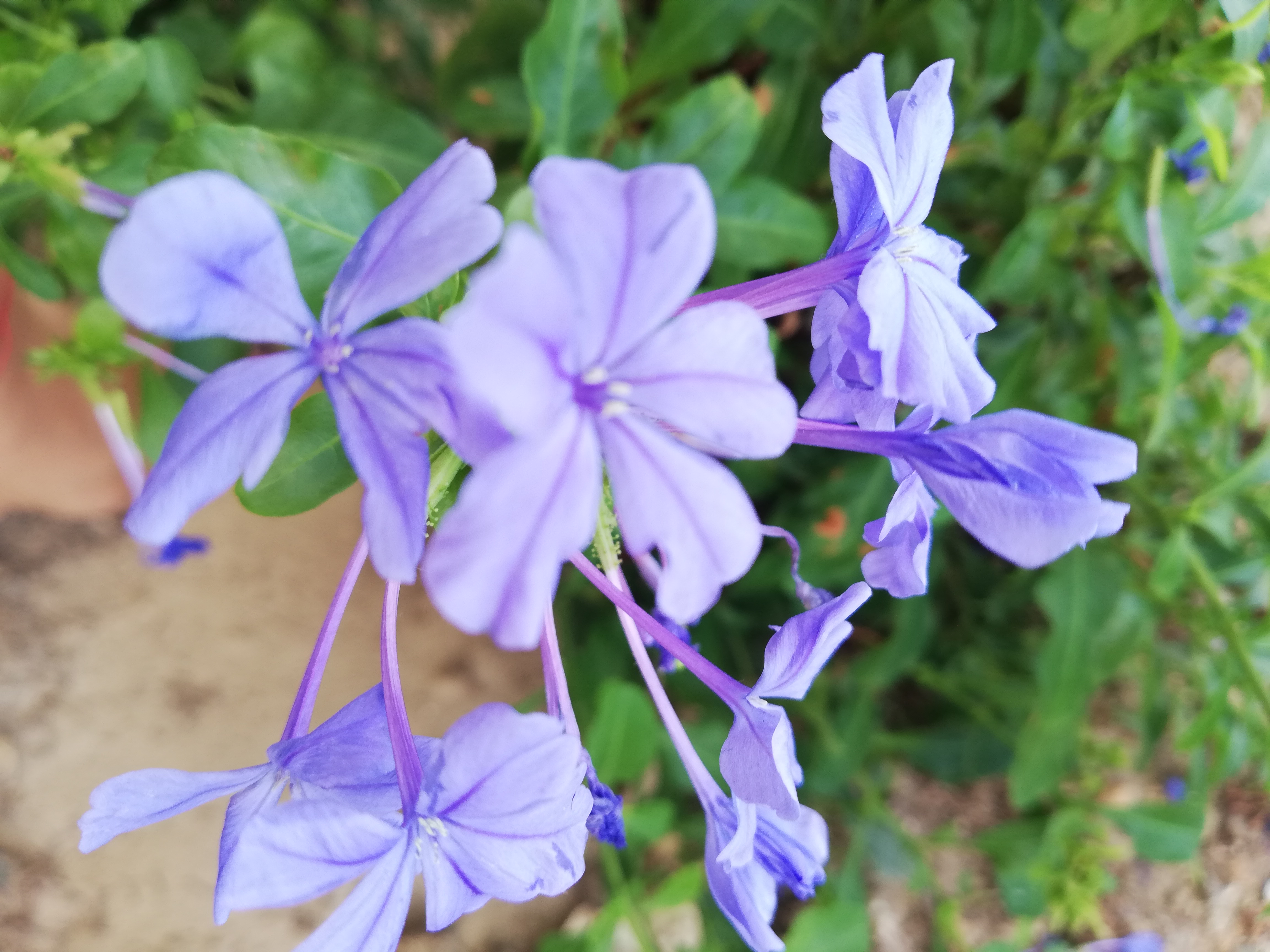 IMG_20190717_155338.jpg