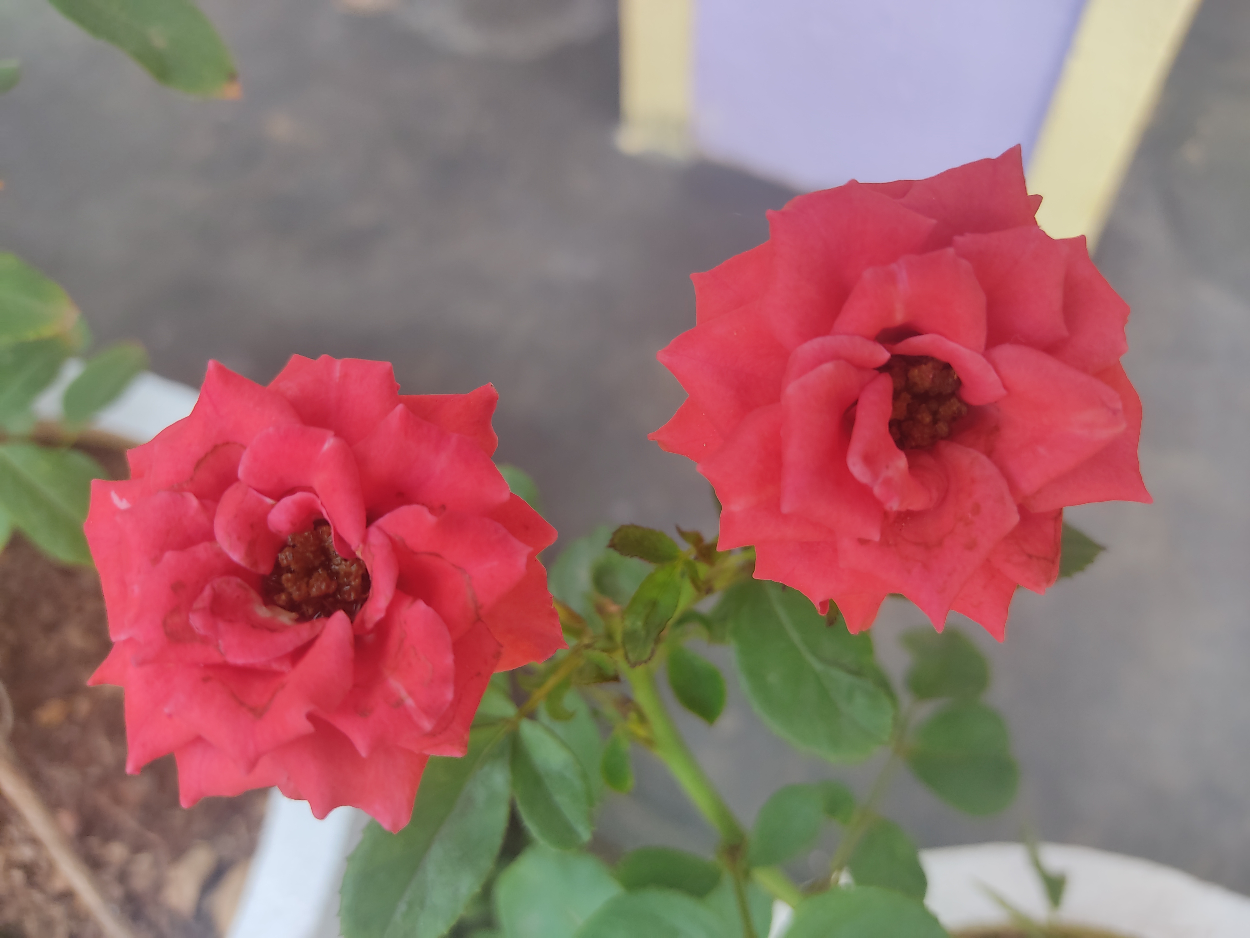 IMG_20210417_160454.jpg