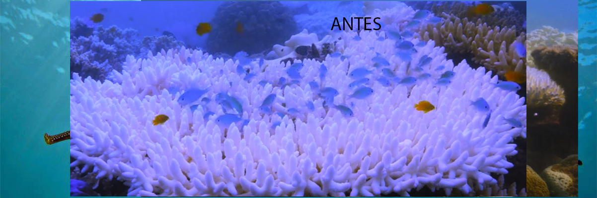 CORAL2ANTES.png