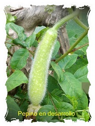 pepinopepino en desarrollo.jpg