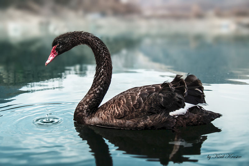 black swan.png