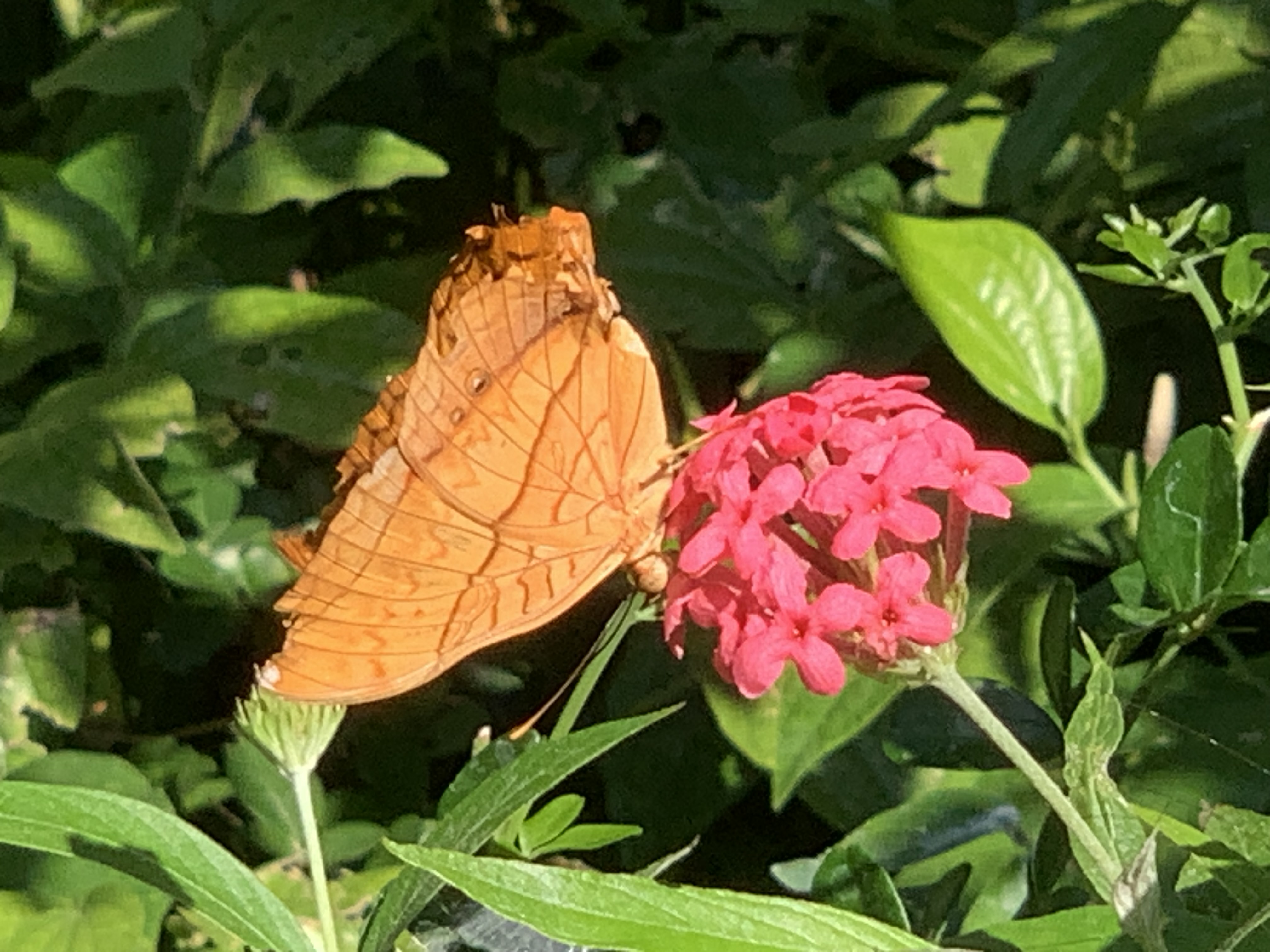 Bangkok Butterfly Garden & Insectarium127.jpg