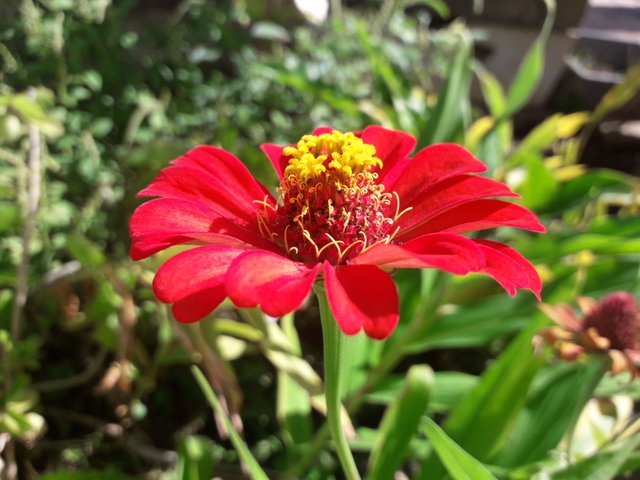 fotografia de flores.jpg