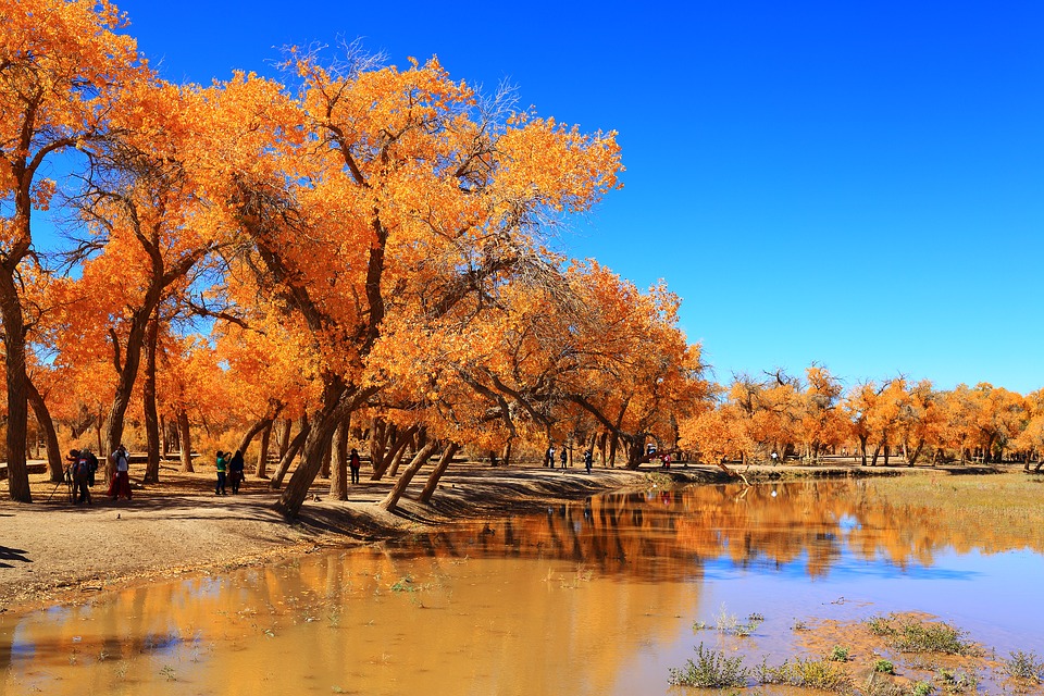 autumn-3224959_960_720.jpg