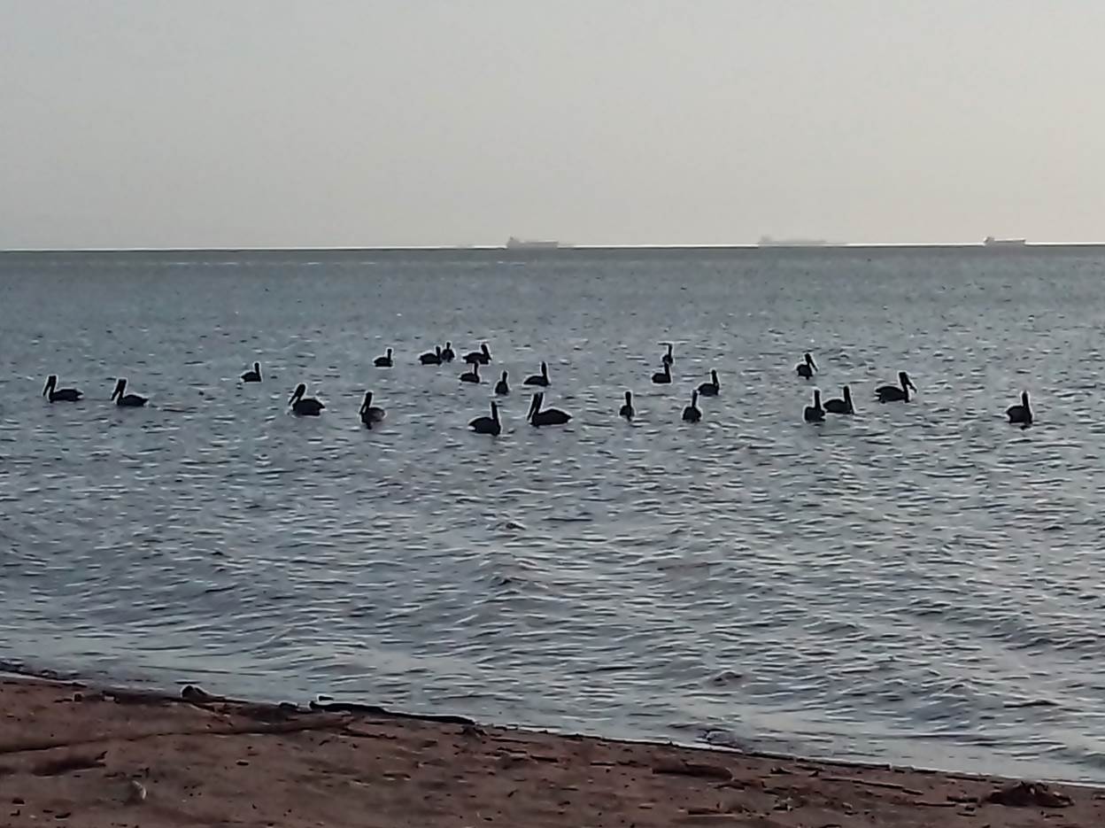 Imagen de Pelicanos..jpg