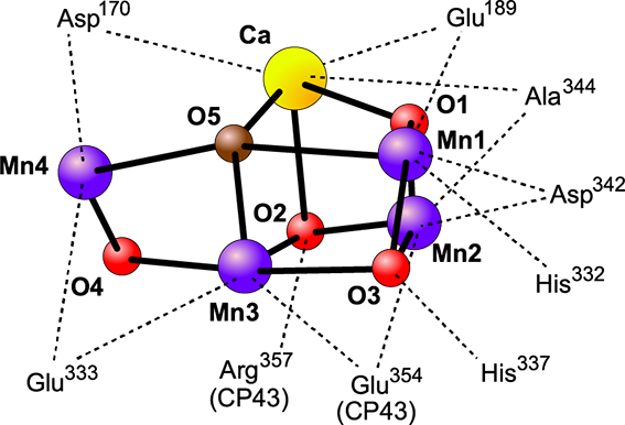 oec.png