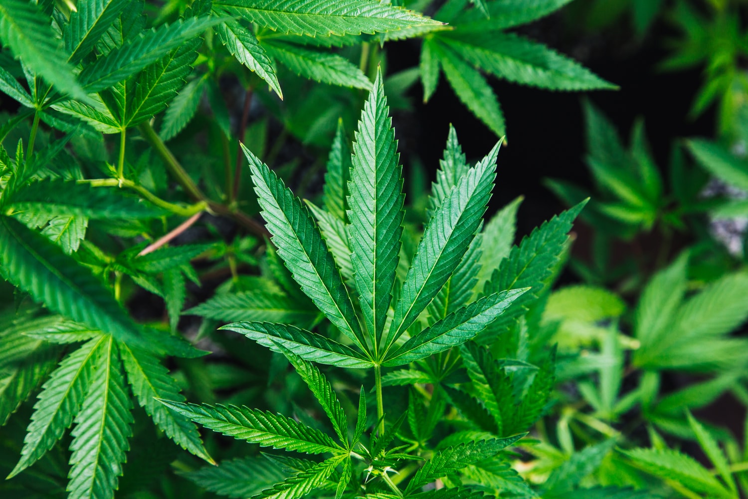 folhas de cannabis maconha crescimento vegetativo.jpeg