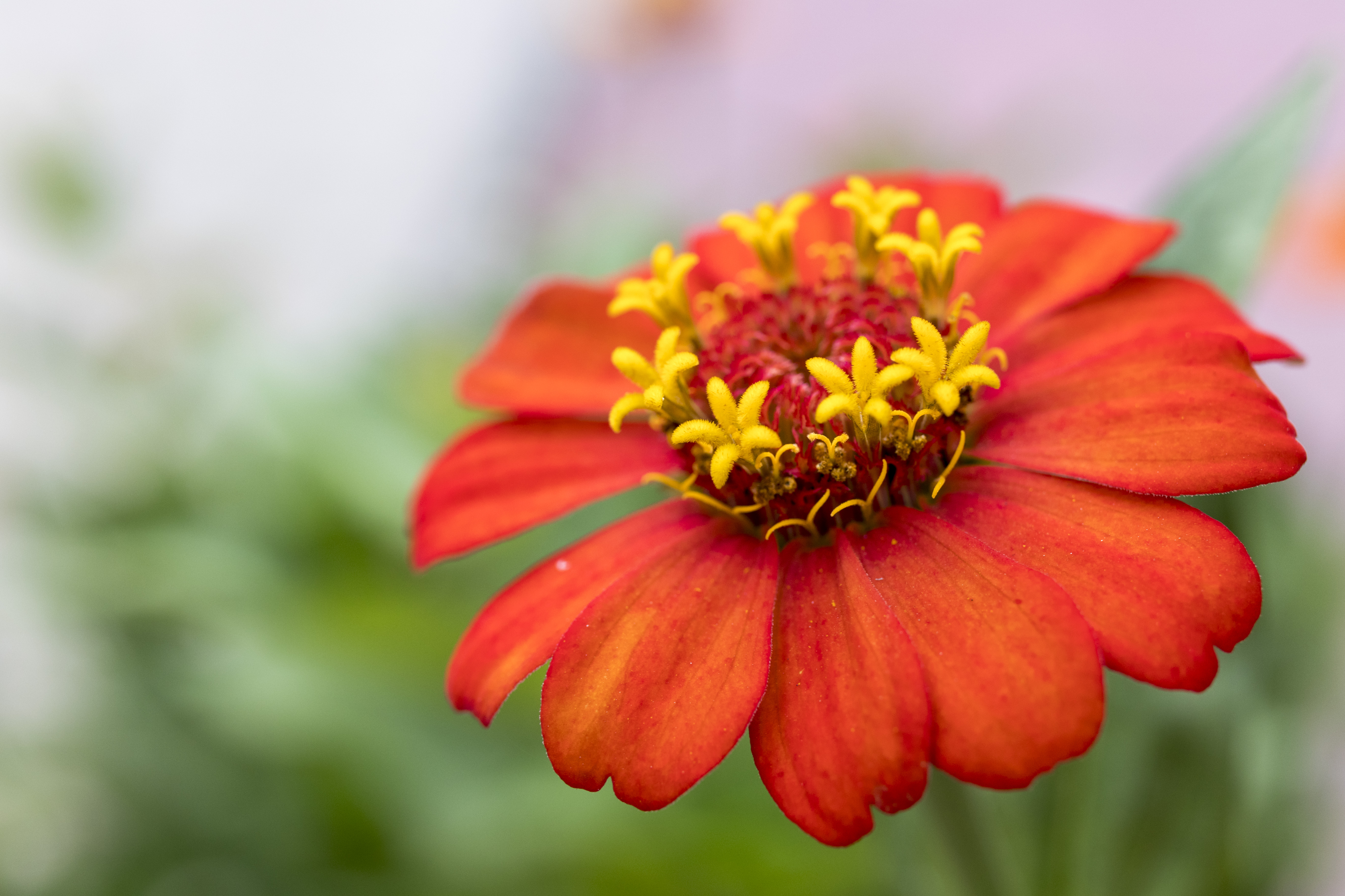 FlorRojaMacro1.JPG