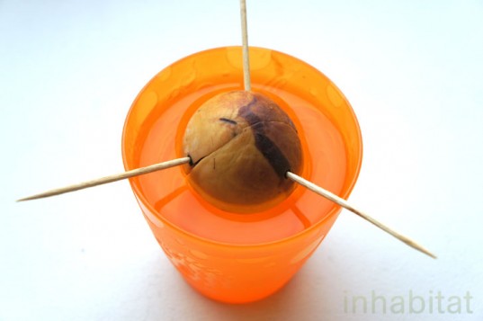 Avocado-Pit-In-Water-537x357.jpeg