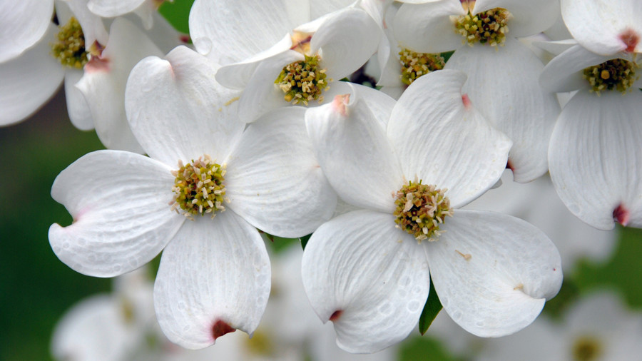 iconic-flowers-garden-olympics-gettyimages-dogwood.jpg