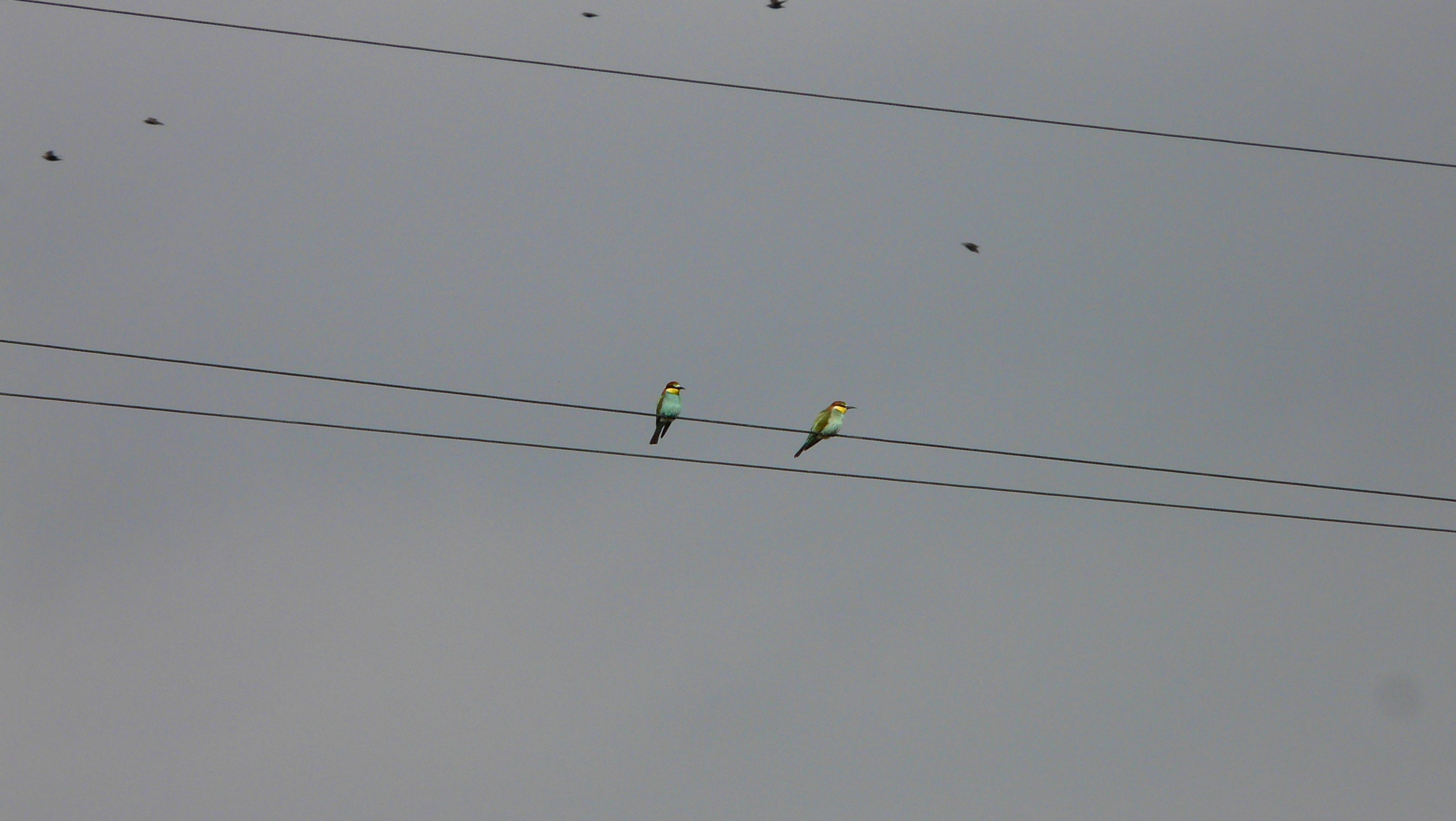 P1070669.jpg