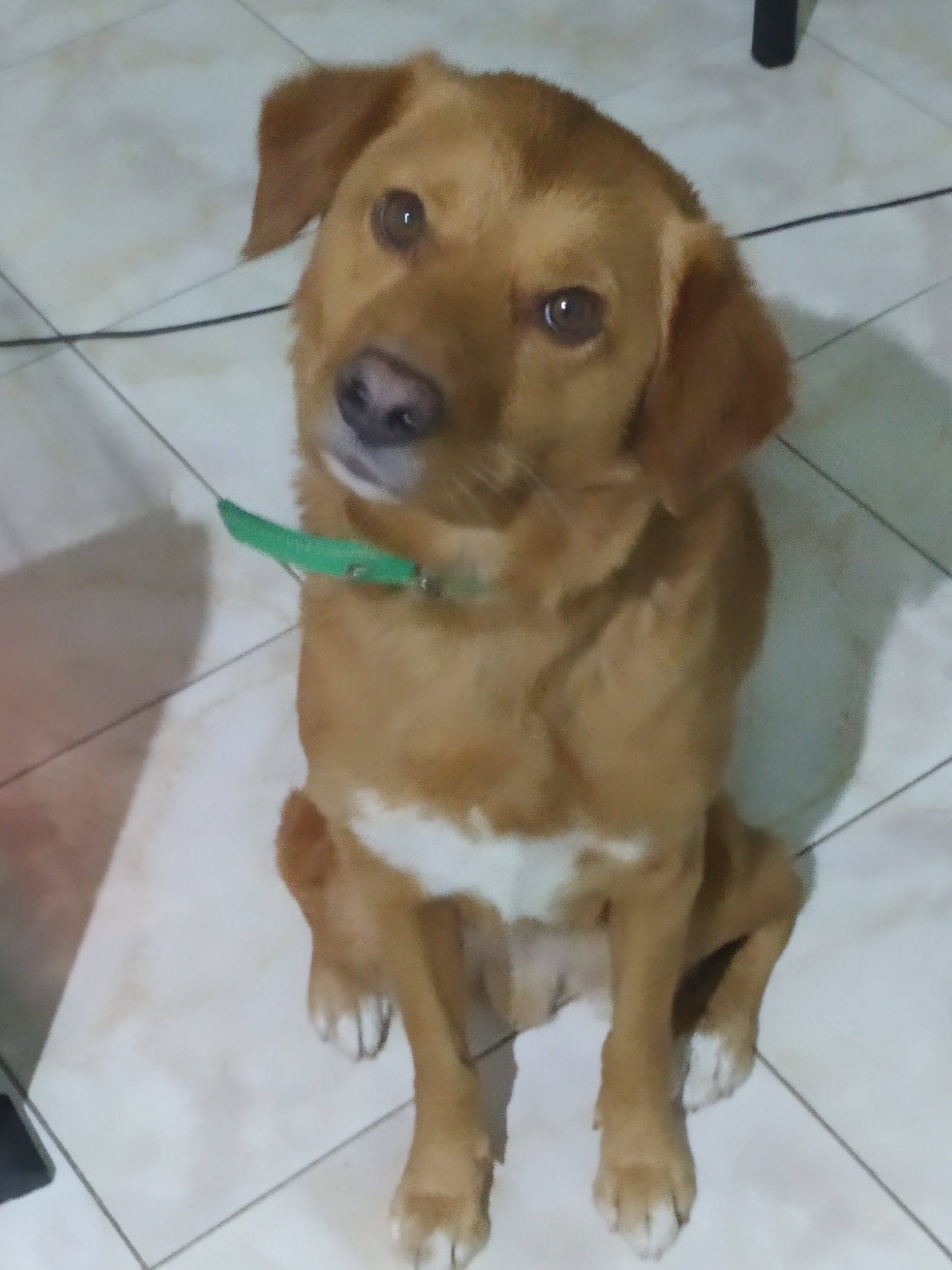 garlet