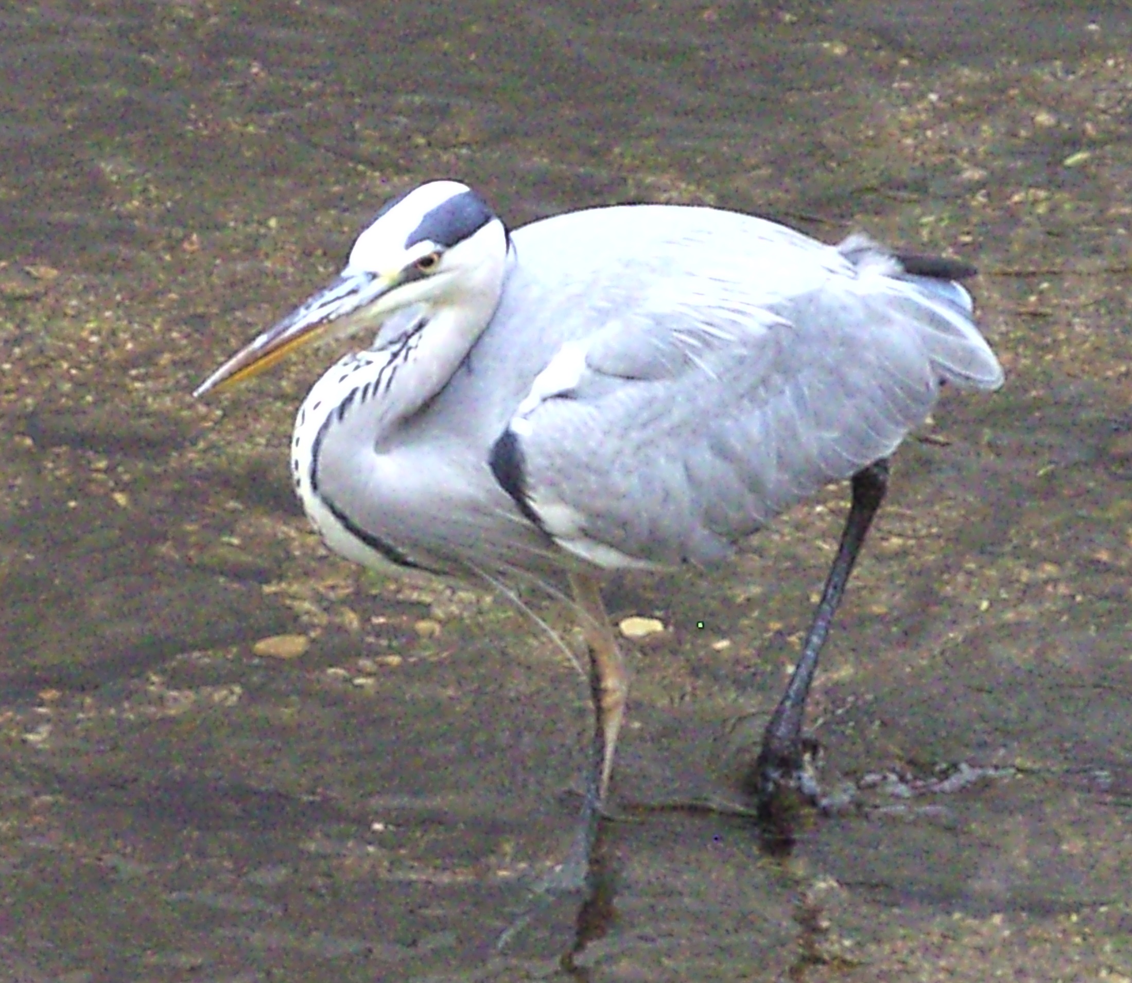 Reiher_05_e.jpg