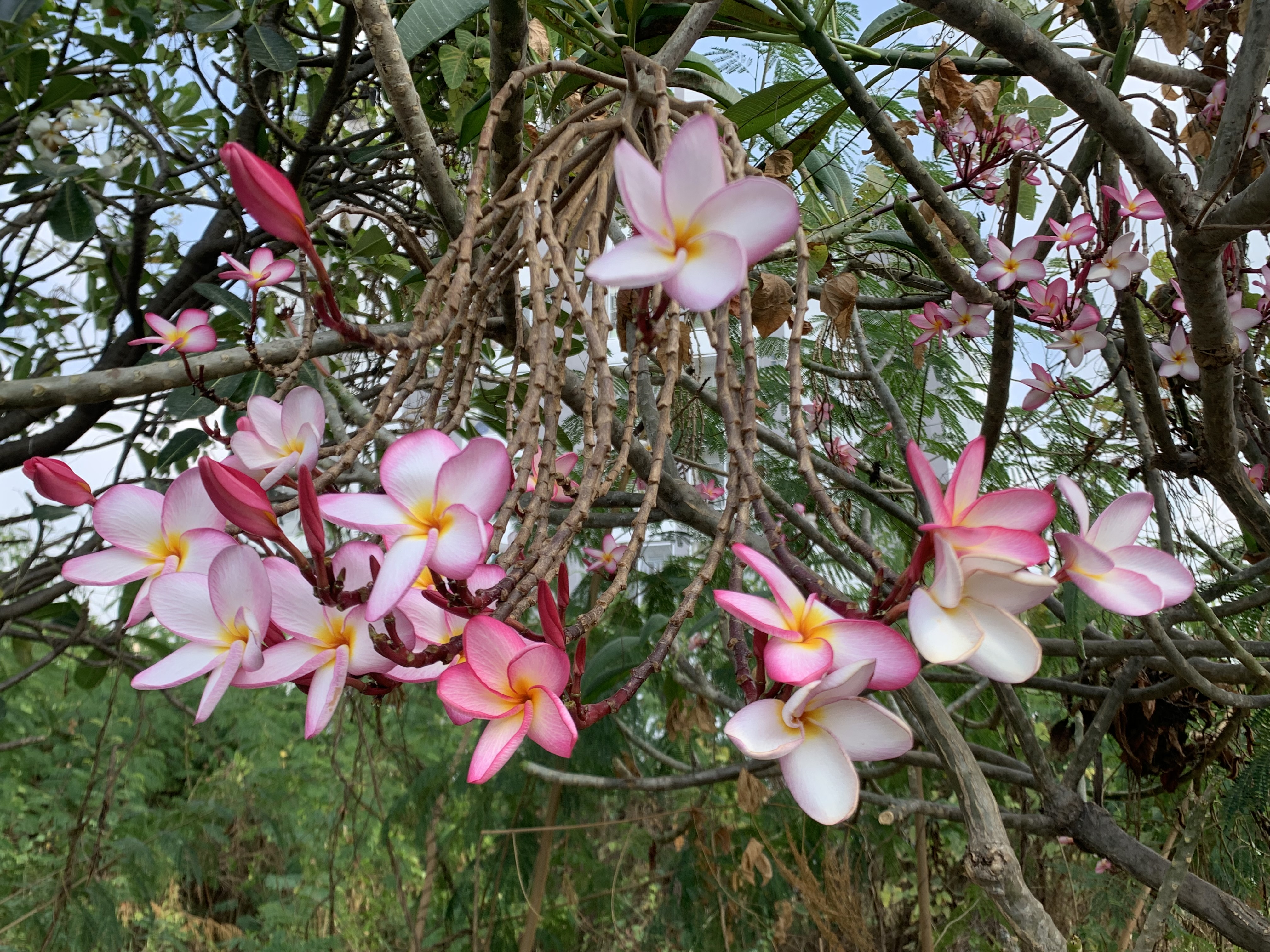 Beautiful flowers7.jpg