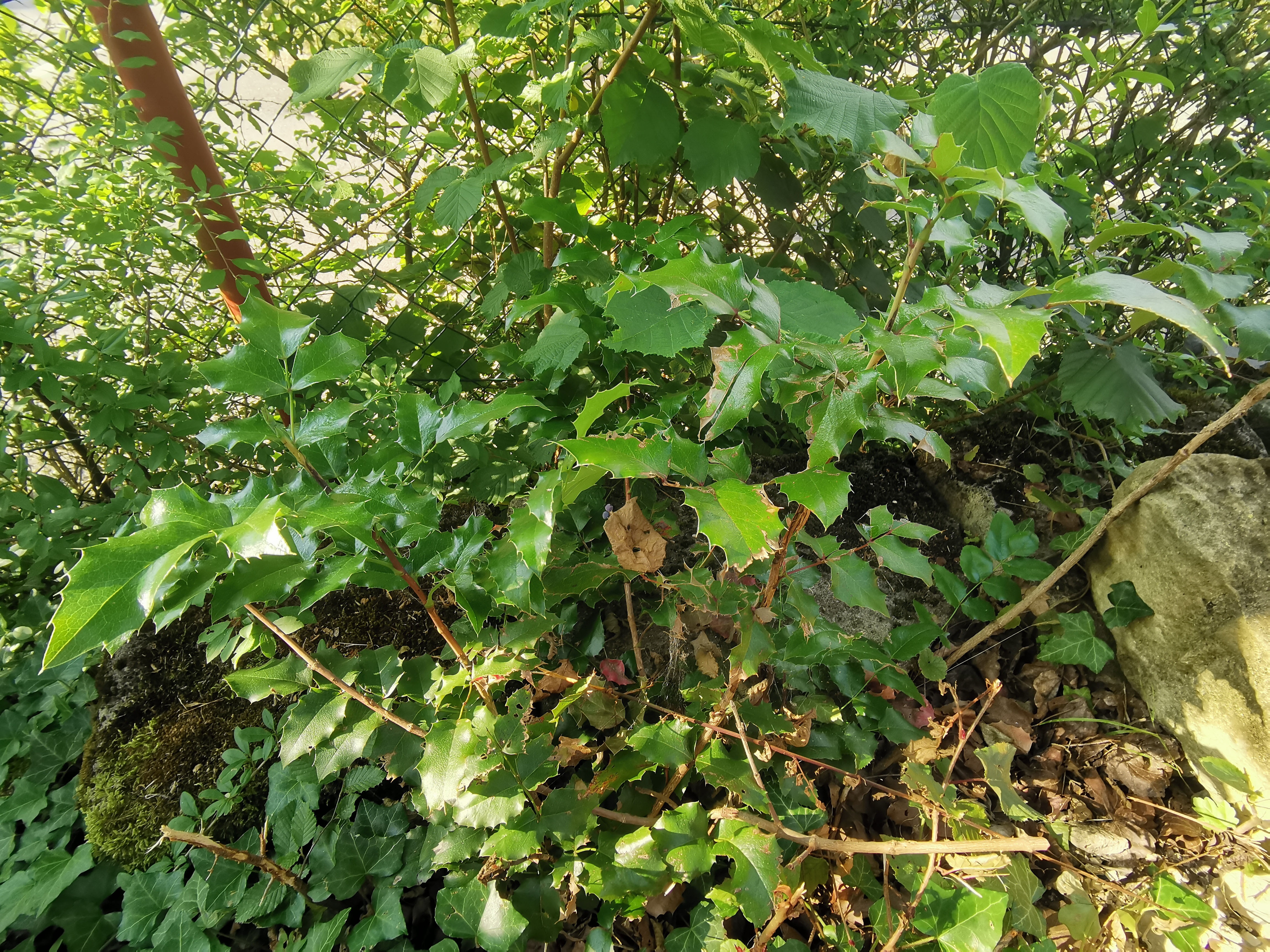 IMG_20220621_083740.jpg