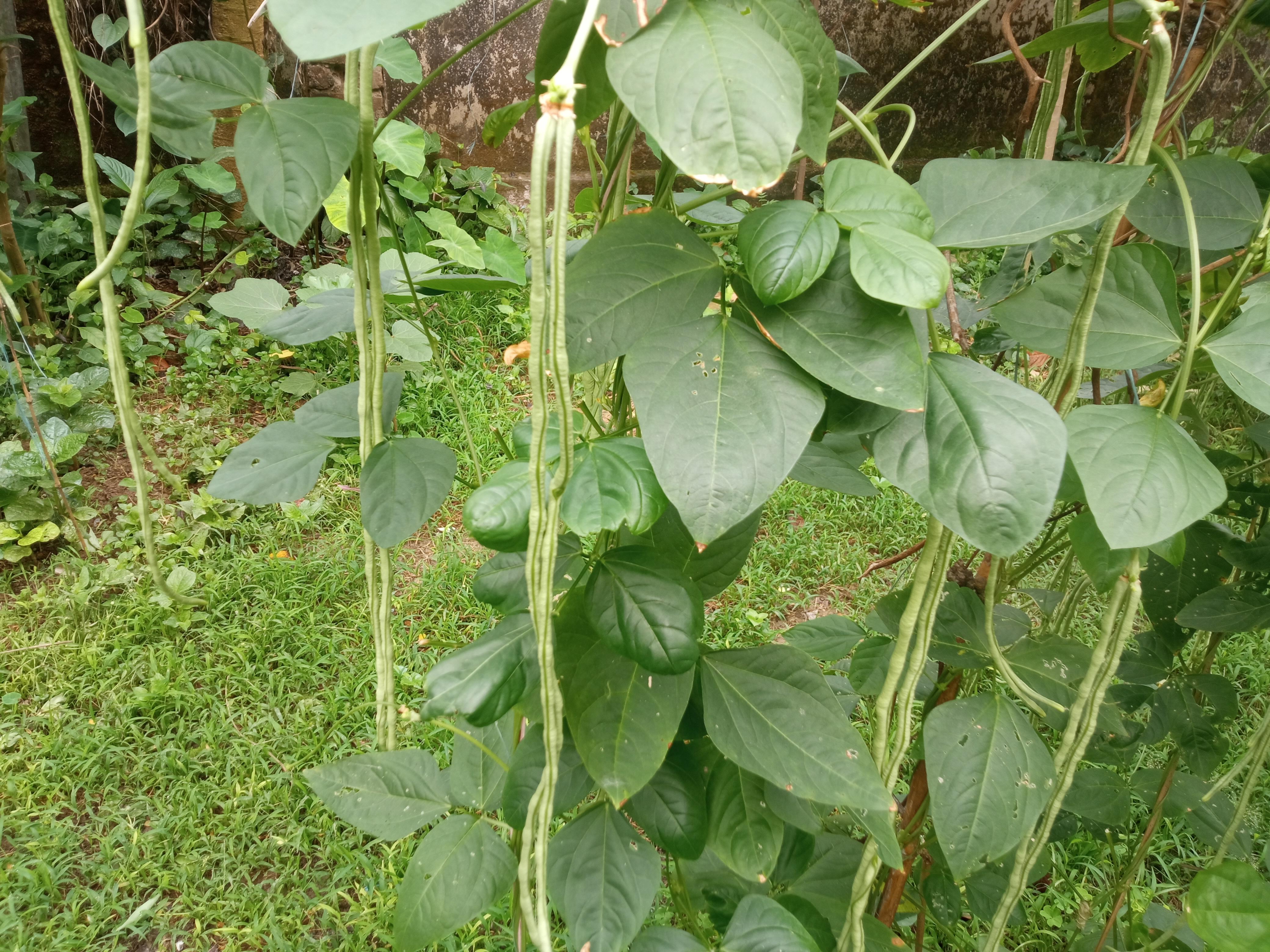 বরবটি (4).jpg