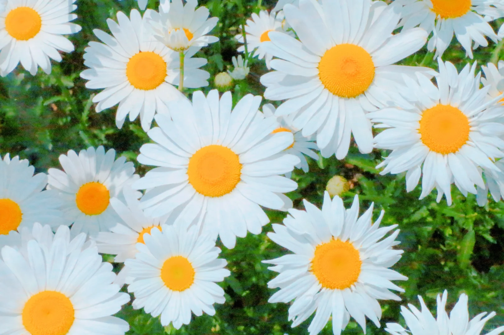 16.webp