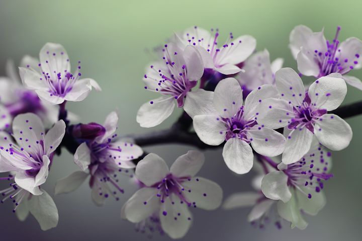blossom-839594__480.jpg