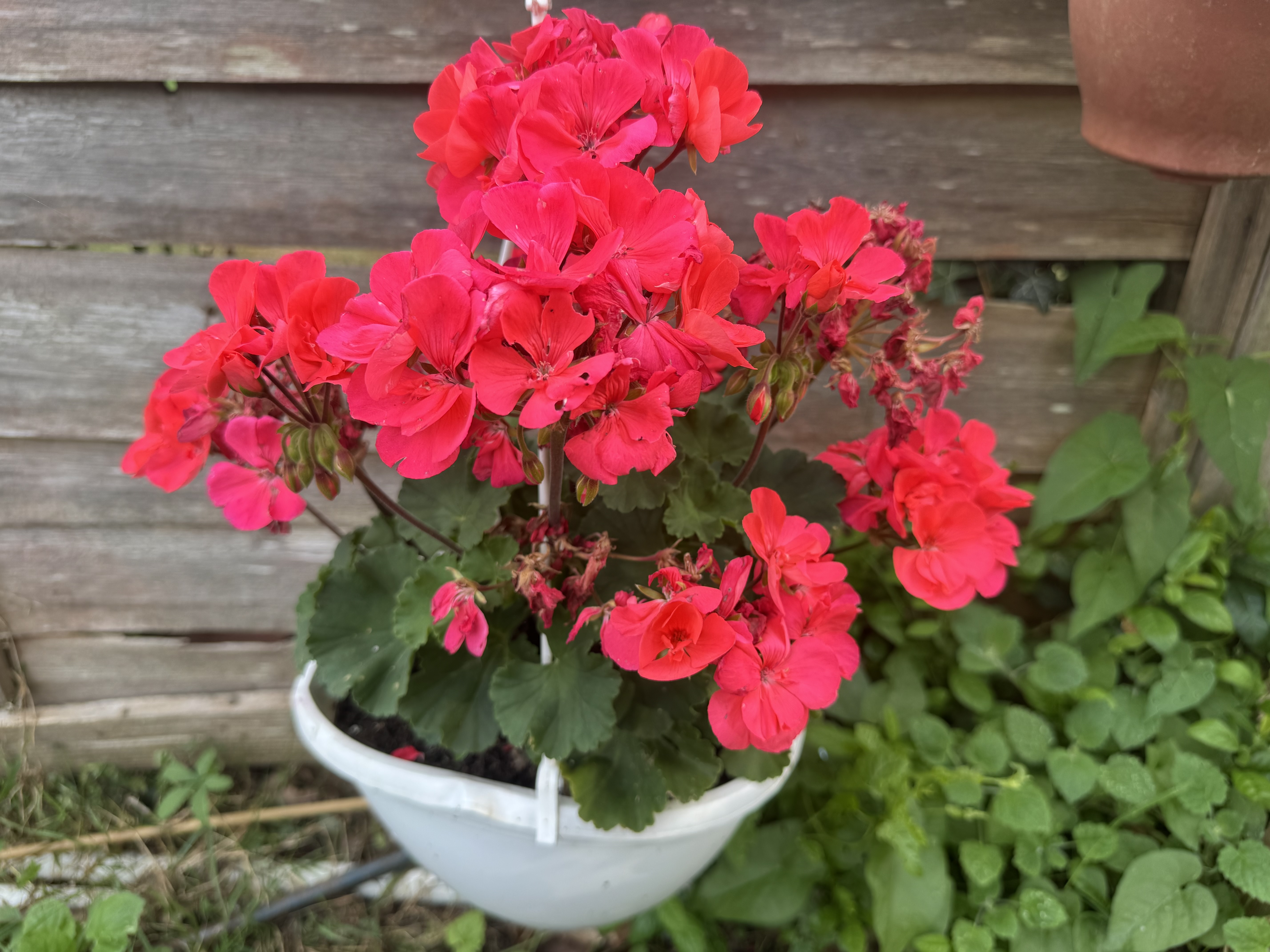 IMG_3671.jpeg