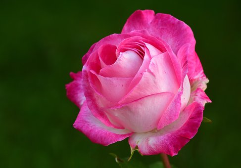 rose-2892821__340.jpg