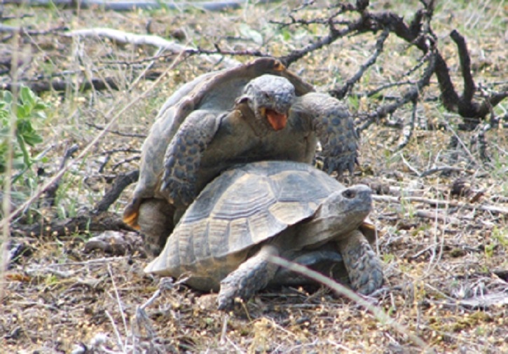 turtle.jpg