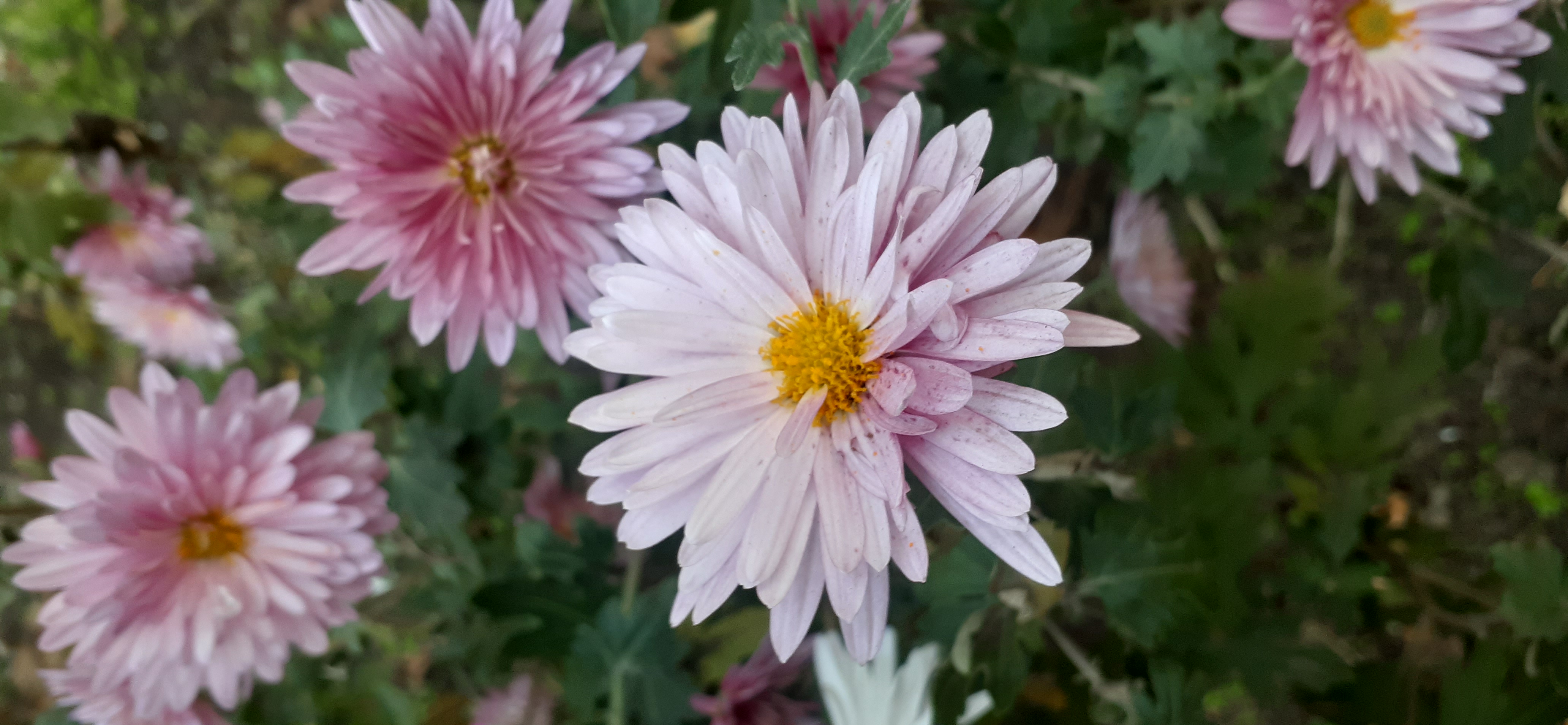 20201112_080241.jpg