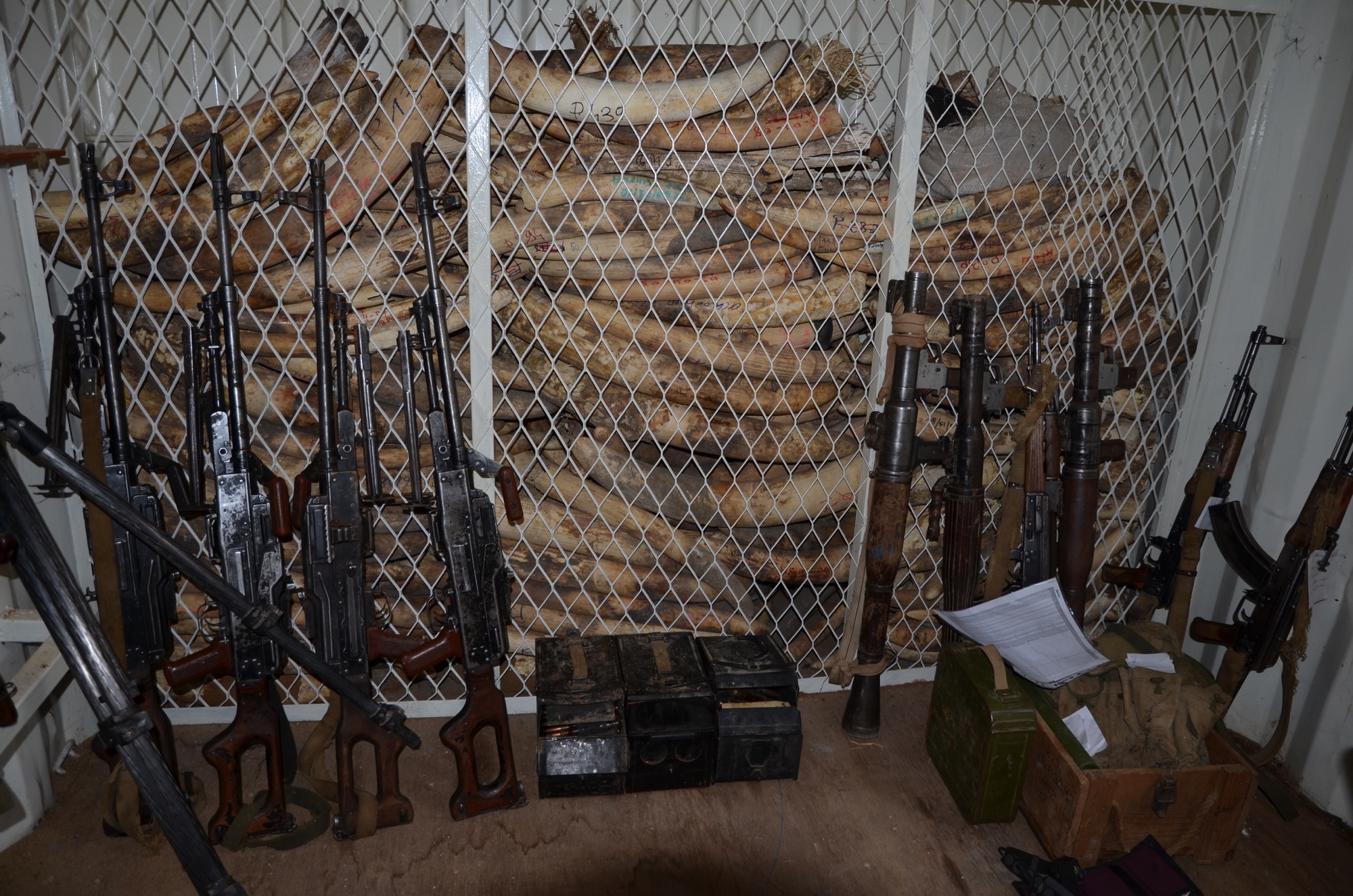 3.14 Seized and found ivory in Zakouma NP, Chad - Save-elephants.org.jpg