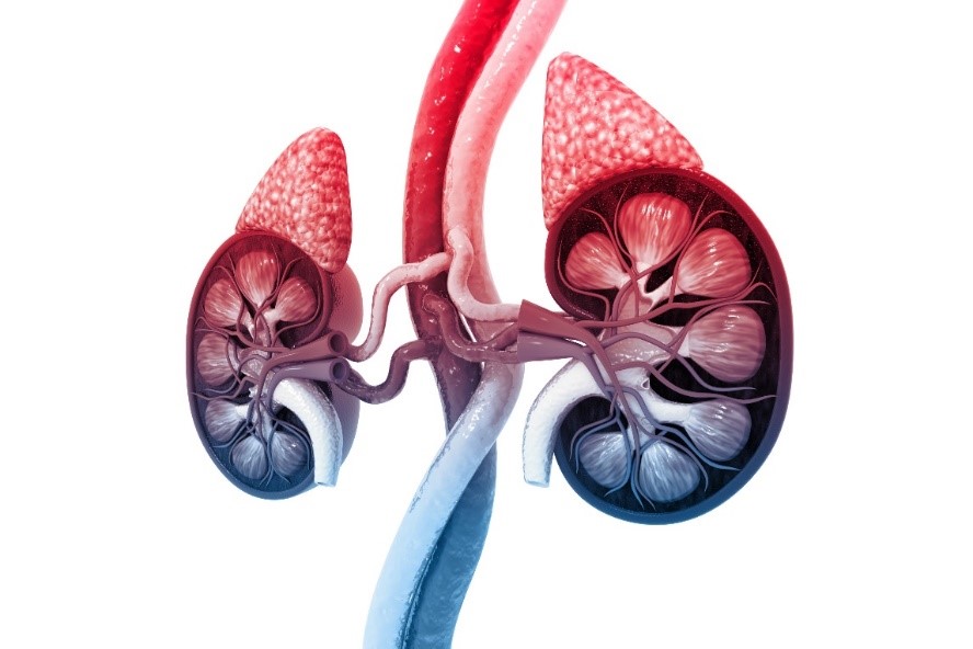 Figure on Adrenal Glands - Long covid and Adrenal Fatigue.jpg