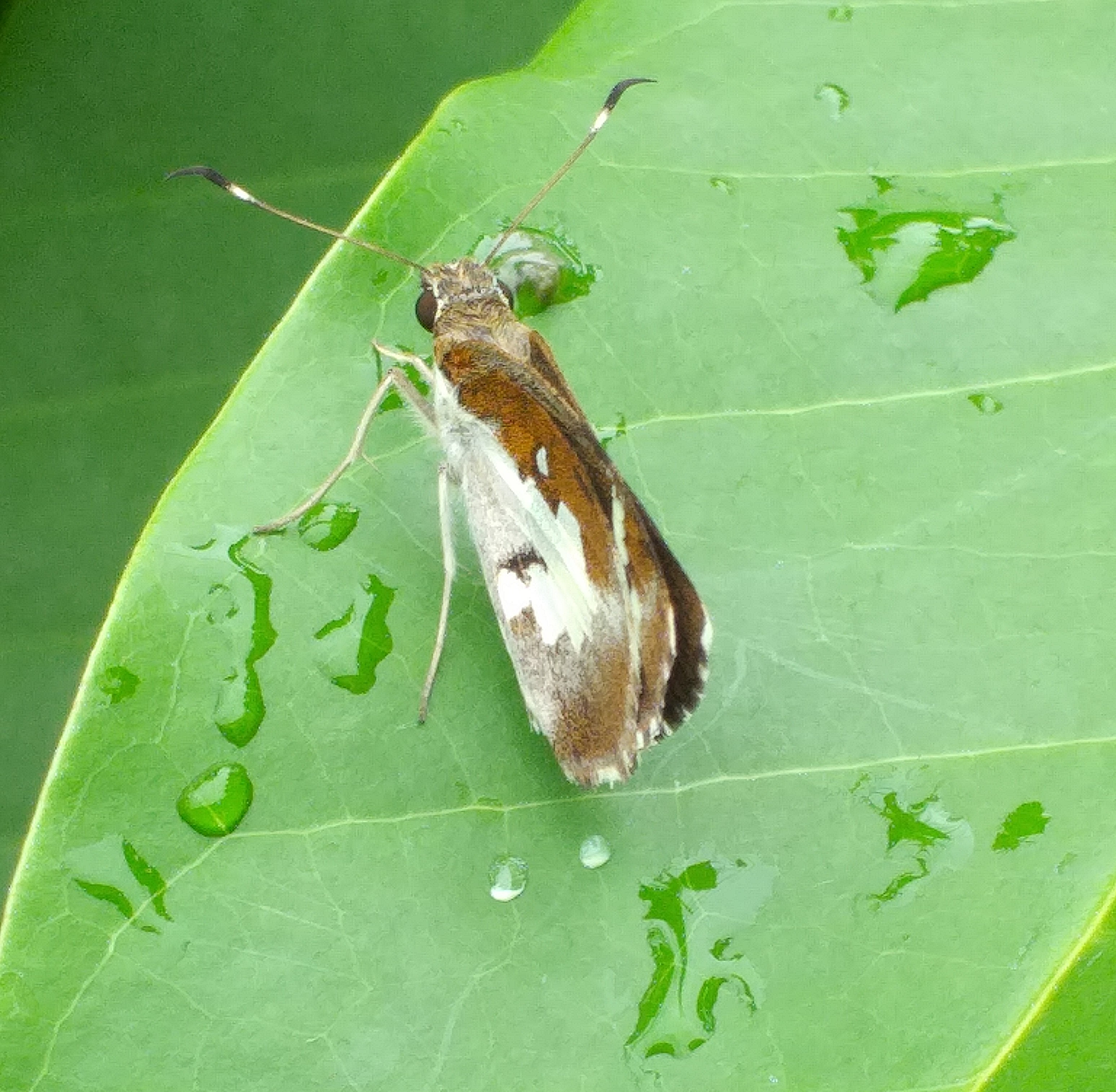 butterfly2 (2).jpg