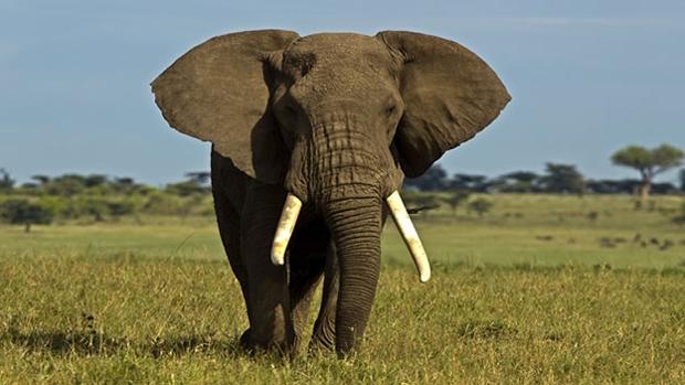 elefante-africano-kz7G--620x349@abc.jpg